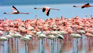Flamingos Lake Nakuru National Park, Kenya