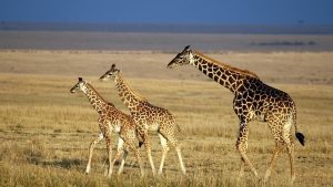 Giraffes. Kenya