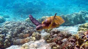 Sea Turtle. Kenya